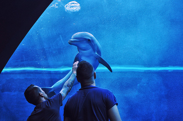 Океанариум Екатеринбург Купить Билеты На Шоу Дельфинов