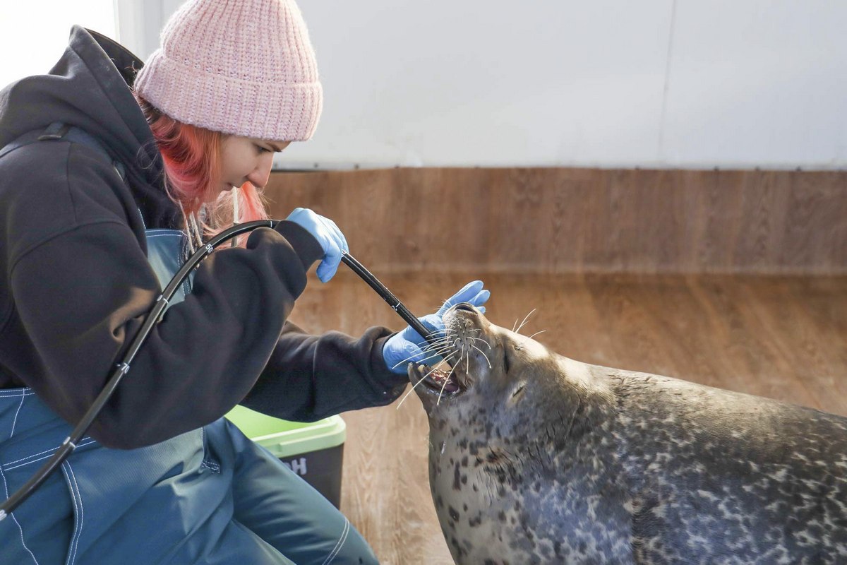 «Восточный Порт» помогает ученым следить за здоровьем тюленей и белух